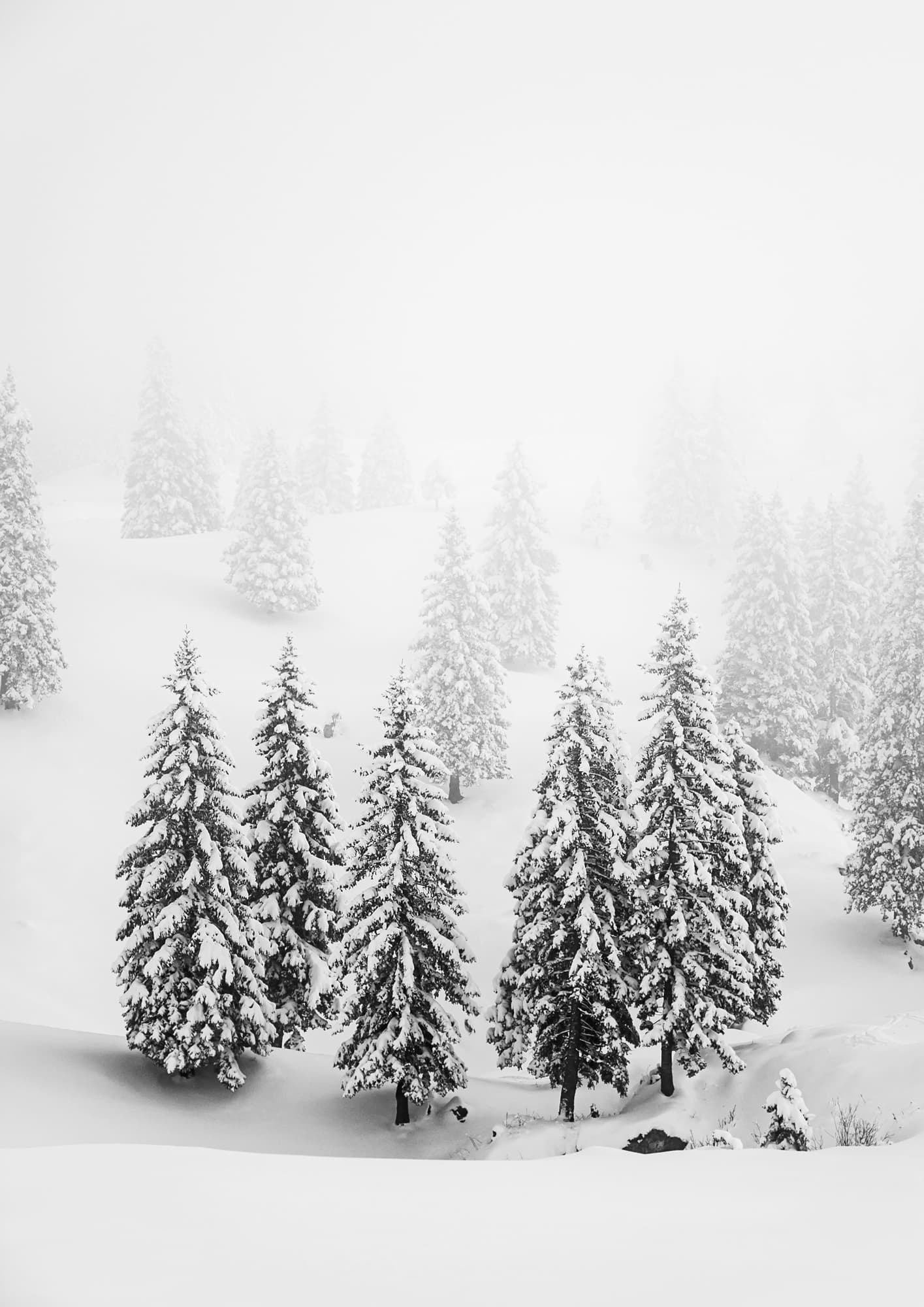 Forest for the Trees