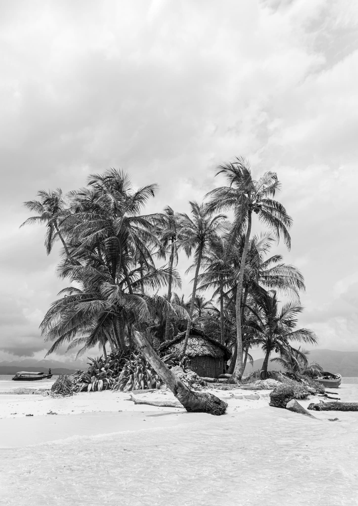 Palm Tree Reprieve